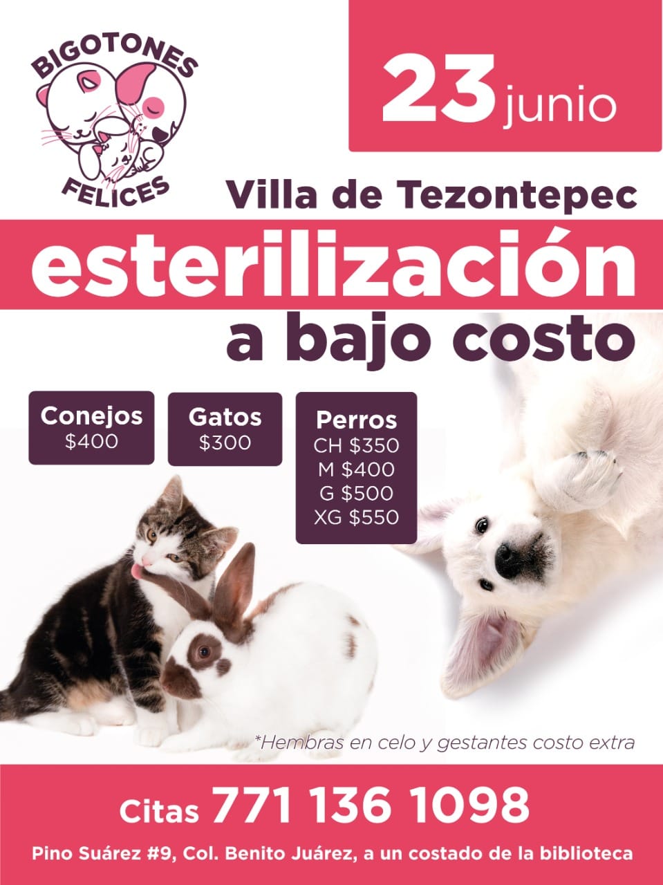 Campaña de esterilización de bajo costo en villa de tezontepec