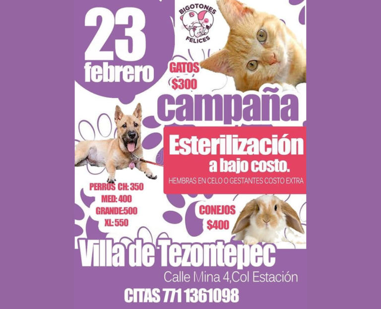 Campaña de esterilización de bajo costo en la Colonia Estación el 23 de febrero de 2023